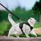Show in main carousel: Supet Cat Harness & Leash, Black, Small: 13.5 to 15.5-in chest slide 3 of 9