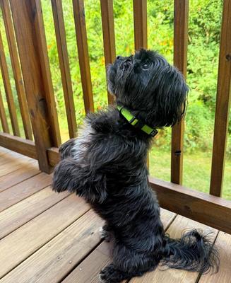 Show full view: Hamilton Go Boldly Waterproof Polyester Standard Dog Collar, Lime, Small/Medium: 12 to 18-in neck, 5/8-in wide slide 7 of 7