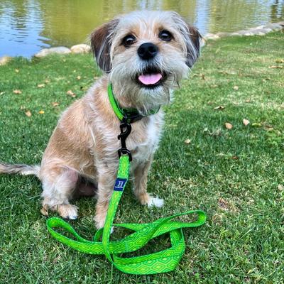 Show full view: Hamilton Go Boldly Waterproof Polyester Standard Dog Leash, Lime, Medium/Large: 6-ft long, 1-in wide slide 5 of 6