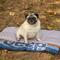 Show in main carousel: Jeep Vintage Logo Rolled Dog Travel Mat with Buckles, Grey, Large slide 1 of 7