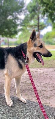 Show full view: Hamilton A Day Together Ribbon Overlay Nylon Standard Dog Leash, Red Bandana, Small/Medium: 6-ft long, 5/8-in wide slide 4 of 6