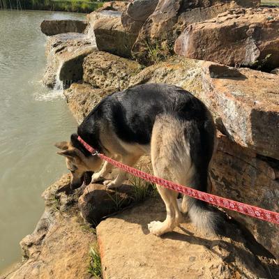 Show full view: Hamilton A Day Together Ribbon Overlay Nylon Standard Dog Leash, Red Bandana, Small/Medium: 6-ft long, 5/8-in wide slide 5 of 6
