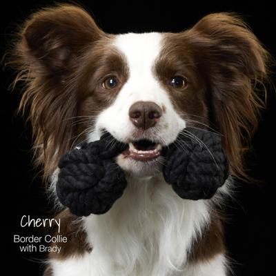 Show full view: Pet Passion Brady Braided Rope Tug Dog Toy, Black Ombre, 3 count slide 4 of 6