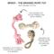 Show in main carousel: Pet Passion Brady Braided Rope Tug Dog Toy, Pink Salt, 3 count slide 2 of 6