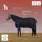 Show in main carousel: Horze Glasgow Medium Weight Combo 150-g Horse Turnout Blanket, Dark Blue, 78-in slide 3 of 6