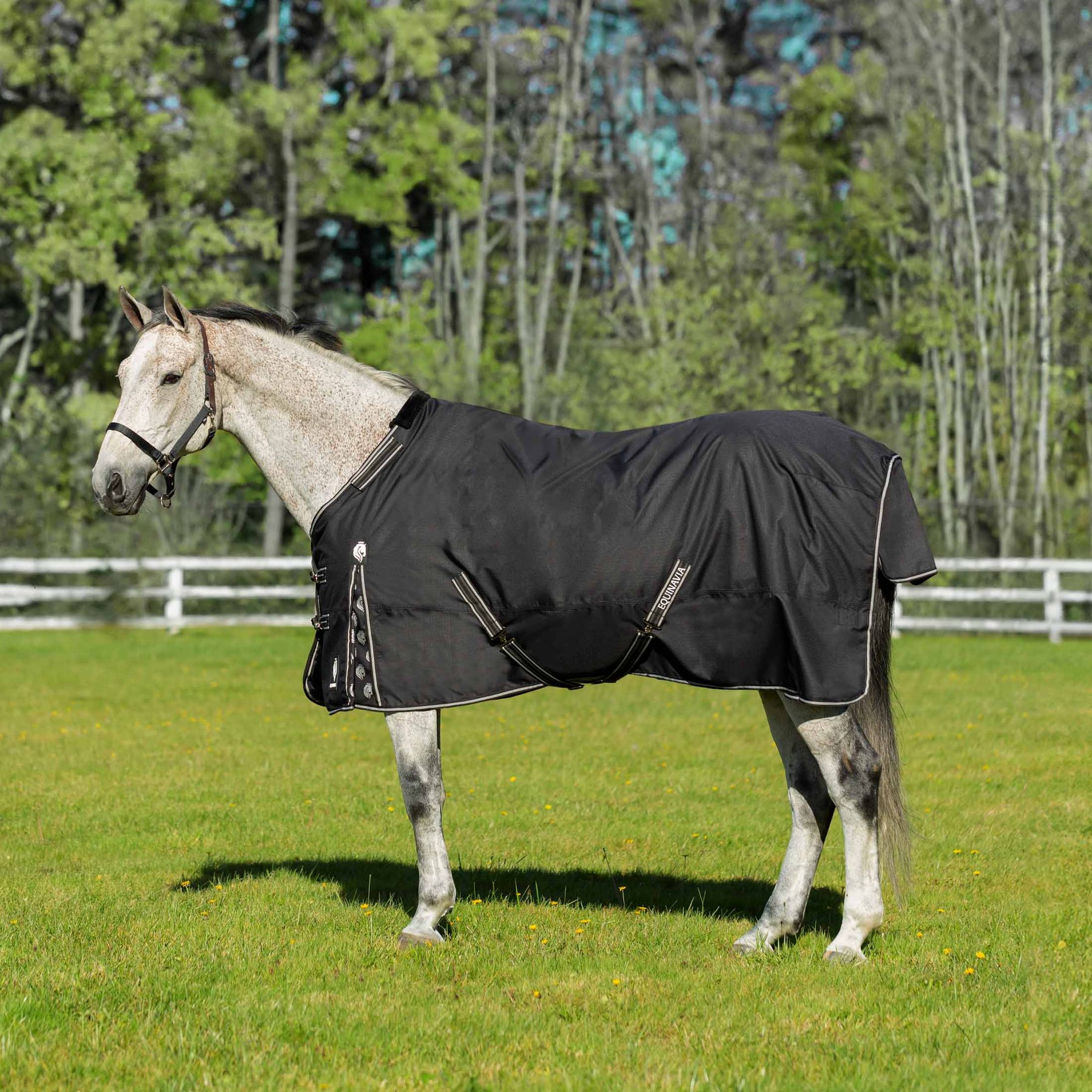 Equinavia Norse Lightweight 100-g Horse Turnout Blanket, Black, 66-in