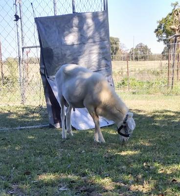 Show full view: Tahoe Tack Nylon Overlay Sheep & Goat Halter with Padded Noseband, Grey Floral, Small slide 5 of 6