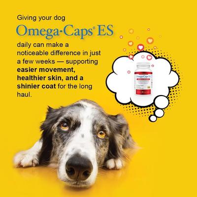 Show full view: Omega-Caps Extra Strength Skin Coat Joint Heart & Immune Health Softgel Capsules for Large Dogs, 60 count slide 6 of 12