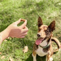 Lone Wolf Ranch Power GI Pork Flavored Digestive Aid Chew for Dogs, 30-count slide 2 of 9