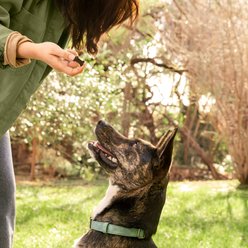 Lone Wolf Ranch Power Motion Beef Flavored Joint Supplement Chew for Dogs, 30-count slide 2 of 9