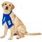 Show in main carousel: Littlearth FIFA World Cup 2026 Fan Dog Scarf, Small, Italy slide 2 of 9