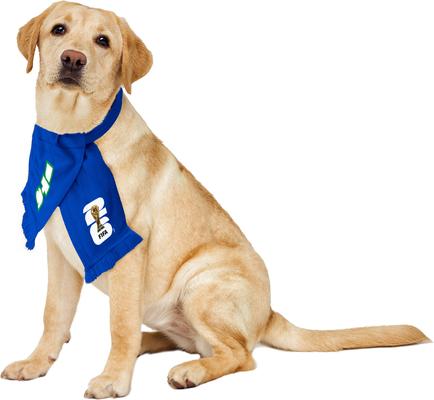 Show full view: Littlearth FIFA World Cup 2026 Fan Dog Scarf, Small, Italy slide 2 of 9