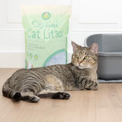 Show full view: Kitty City Crystals Unscented Silicone Cat Litter, 6-lb bag slide 8 of 12