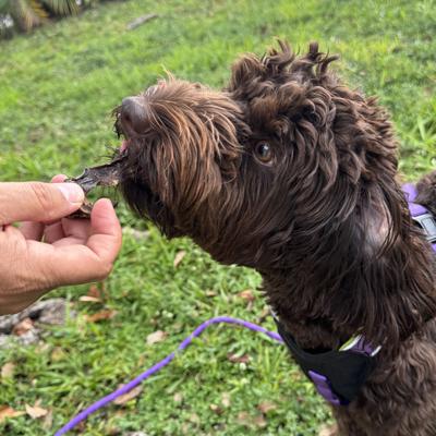 Show full view: Pawtitas Dehydrated Ostrich Heart High-Protein Jerky Dog Treats, 2-oz slide 3 of 8