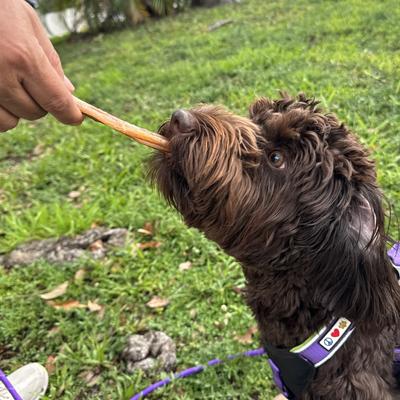 Show full view: Pawtitas Ostrich Tendon Strips High-Protein Dog Chews, 4-oz slide 3 of 8