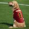 Show in main carousel: Littlearth FIFA World Cup 2026 Stretch Dog Jersey, Large, Belgium slide 2 of 7