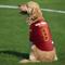 Show in main carousel: Littlearth FIFA World Cup 2026 Stretch Dog Jersey, Small, Spain slide 2 of 7