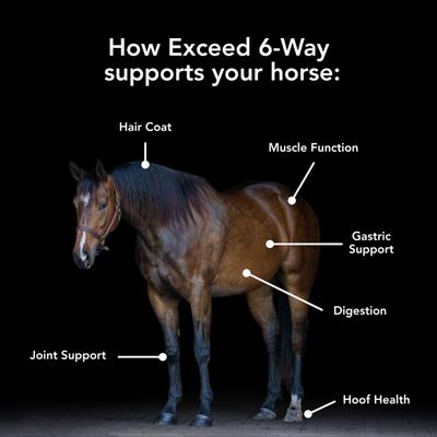 Show full view: Med-Vet Pharmaceuticals (MVP) Exceed 6-Way Pellets Horse Supplement, 16-lb slide 2 of 5