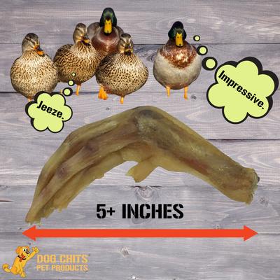 Show full view: Dog Chits Nails Removed Duck Feet Dog Natural Chew Treats, 6.7-lb box slide 6 of 9