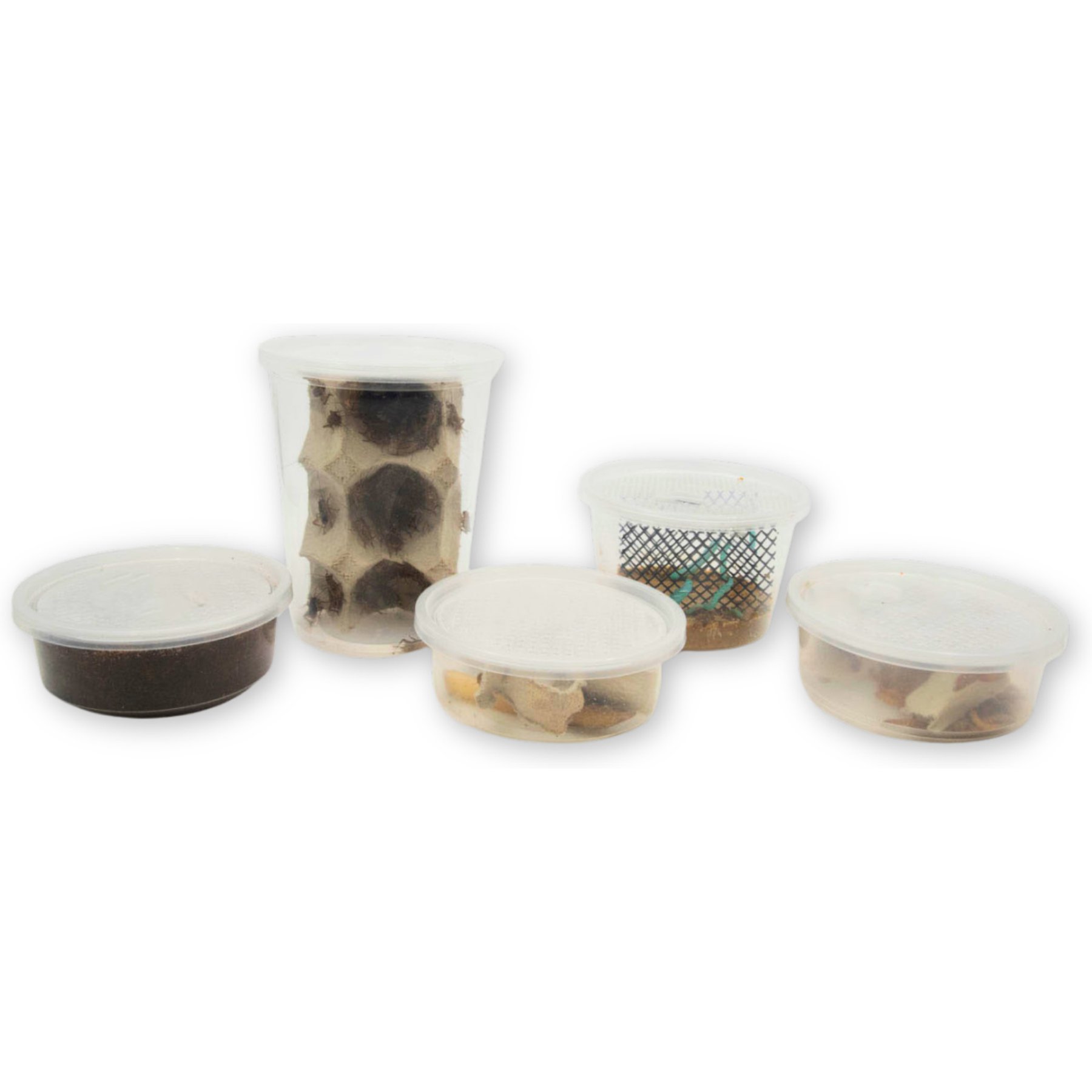Fluker's 2 Week Adult Chameleons Meal Plan, bundle