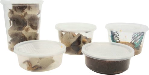 Fluker's 2 Week Mature Adult Bearded Dragons & Lizard Meal Plan, bundle