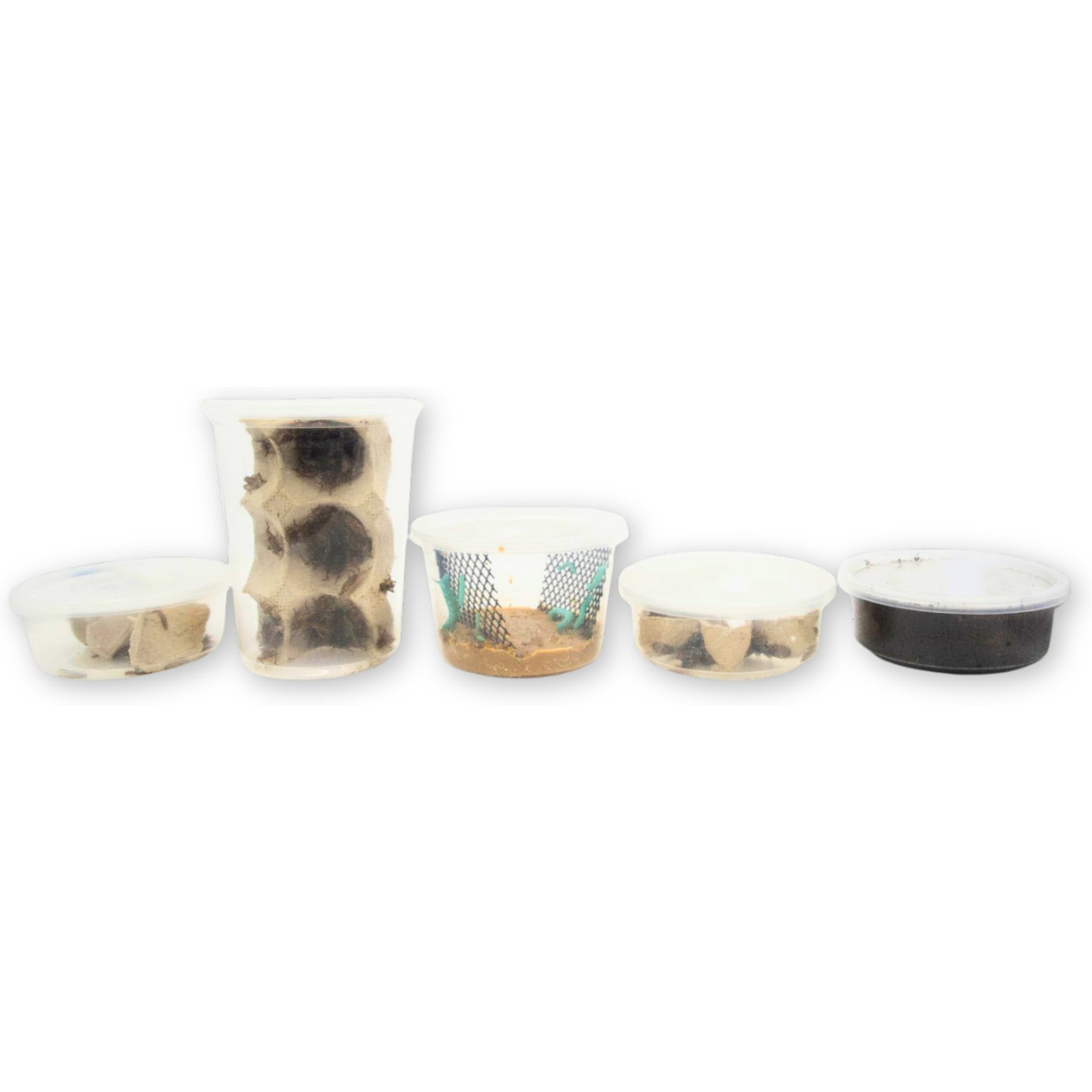 Fluker's 2 Week Subadult Bearded Dragons & Lizard Meal Plan, bundle