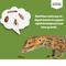 Show in main carousel: Fluker's 2 Week Baby Crested Geckos Meal Plan, bundle slide 6 of 6