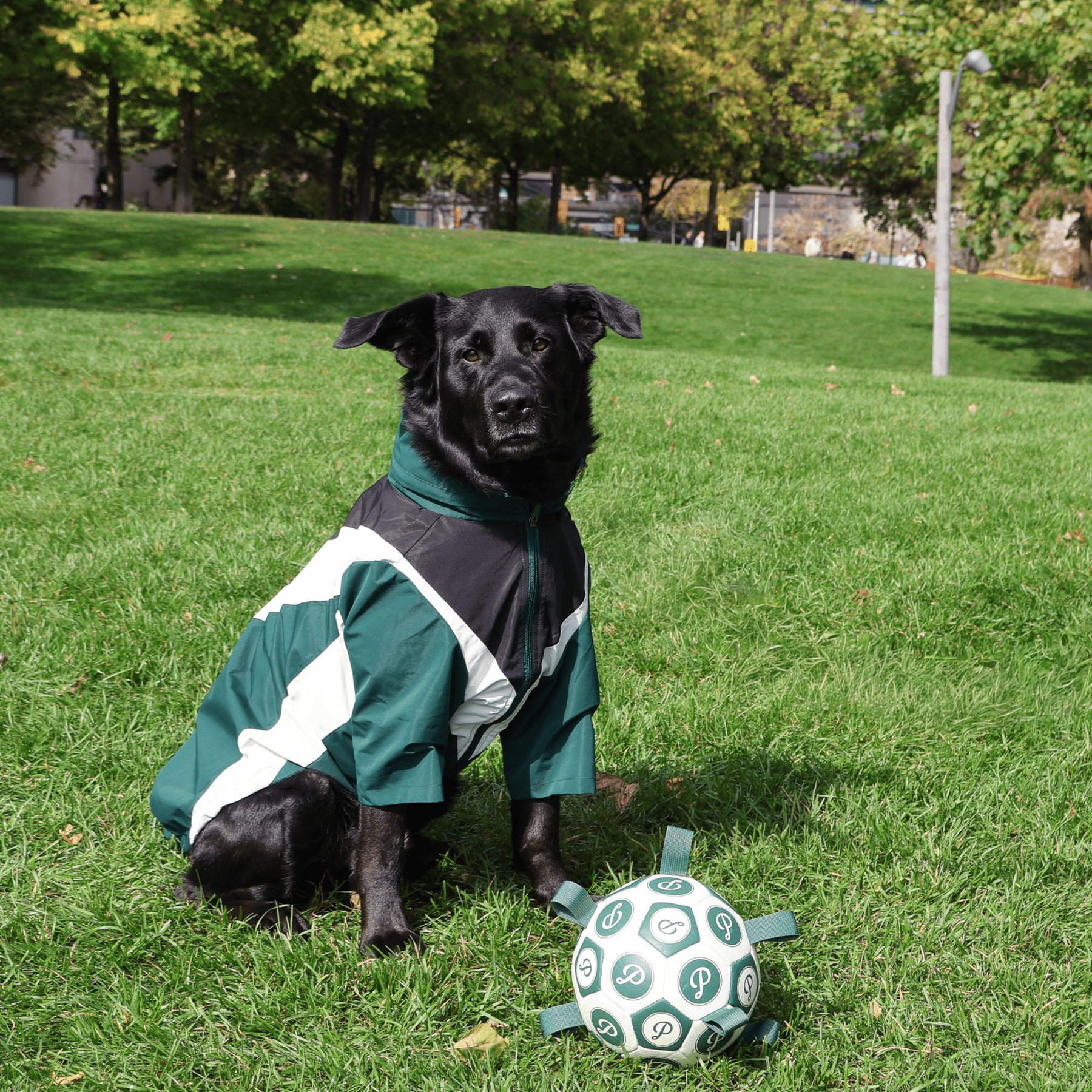pupp st. Domino Windbreaker Dog Raincoat, Green, Large