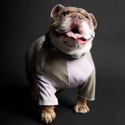 pupp st. Hester Dog Shirt, Lilac/Grey, XX-Large