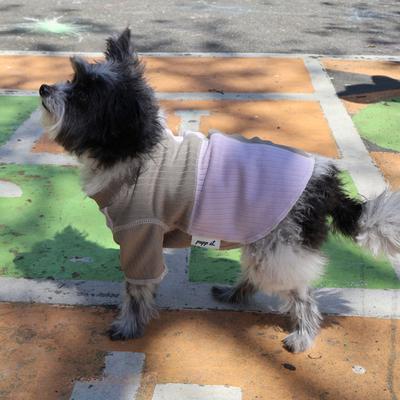Show full view: pupp st. Hester Dog Shirt, Lilac/Grey, Small slide 4 of 5