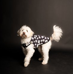 pupp st. Allen Tank Dog Shirt, Black/White, Small slide 2 of 4