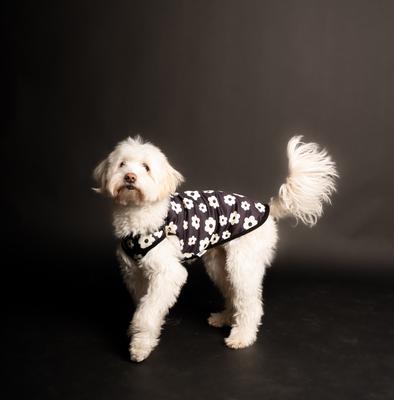 Show full view: pupp st. Allen Tank Dog Shirt, Black/White, Small slide 3 of 4