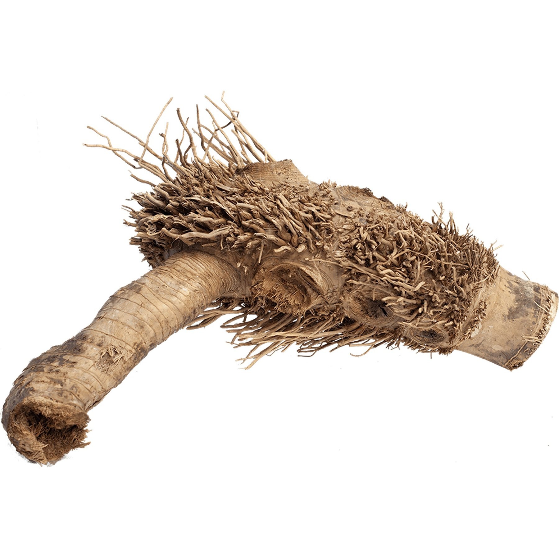 A&E Cage Company Spider Root, Brown, Medium