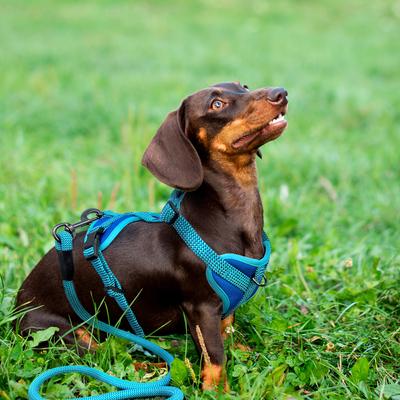 Show full view: Hamilton A Day Together Luxury Paracord Rope Nylon with Padded Neoprene Handle Dog Leash, Purple, Medium/Large: 5-ft long, 1-in wide slide 6 of 6