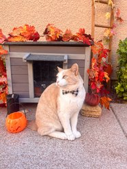Aivituvin Insulated Wooden with Soft Liner Cat House slide 2 of 7