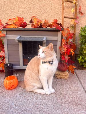 Show full view: Aivituvin Insulated Wooden with Soft Liner Cat House slide 7 of 9