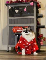 Aivituvin AIR14-1 Two Tier Wooden Cat House with Waterproof Roof & Door Flaps, Grey, Small slide 2 of 9