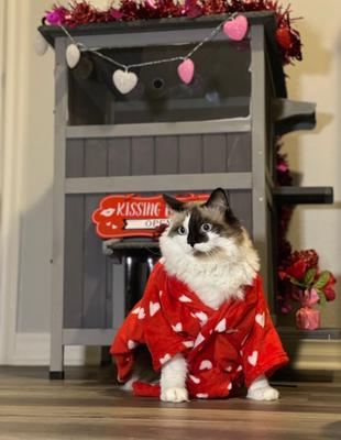 Show full view: Aivituvin AIR14-1 Two Tier Wooden Cat House with Waterproof Roof & Door Flaps, Grey, Small slide 9 of 11