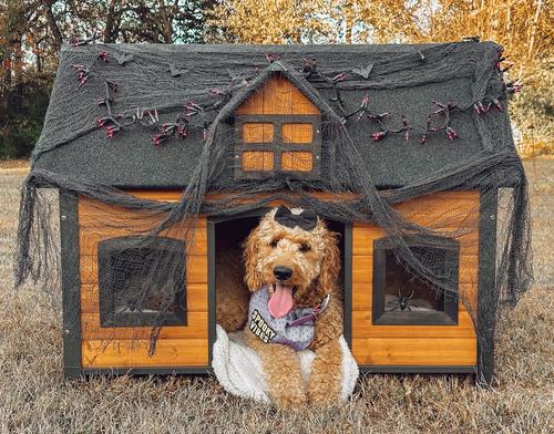 Show full view: Aivituvin Premium Wooden Iron Frame & Asphalt Roof Dog House slide 8 of 10