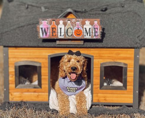 Show full view: Aivituvin Premium Wooden Iron Frame & Asphalt Roof Dog House slide 9 of 10