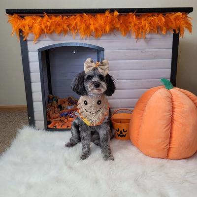 Show full view: Aivituvin Heavy Duty Wooden Iron Frame Dog House, Off White slide 9 of 9