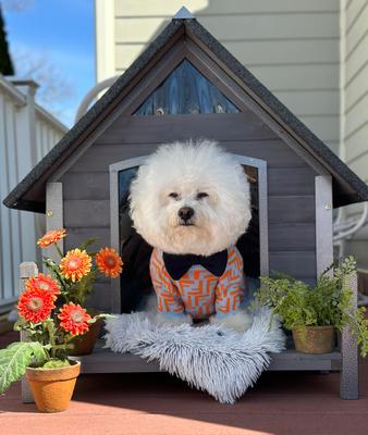 Show full view: Aivituvin Strong Iron Frame Outdoor Dog House with Porch, Small, Gray slide 9 of 11