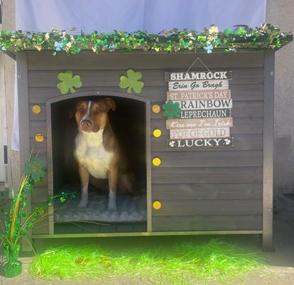 Show full view: Aivituvin Wooden Heavy Duty Dog House, Grey, Large slide 8 of 11