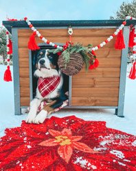 Aivituvin Wooden Heavy Duty Dog House, Brown, Medium slide 2 of 9