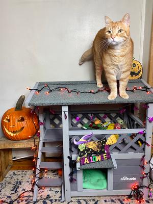 Show full view: Aivituvin Outdoor & Indoor Cat House slide 7 of 11