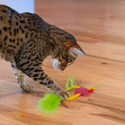 Catstages Dental Pineapple Teether Cat Chew Toy with Catnip, Yellow slide 2 of 6