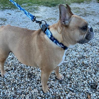 Show full view: Hamilton Go Boldy Camouflage Adjustable Polyester Standard Dog Leash, Blue, Medium/Large: 6-ft long, 1-in wide slide 7 of 7