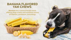 Safe Dog Chew Banana Flavored Yak Dog Himalayan Chew Treats, Large: 6-in slide 2 of 5