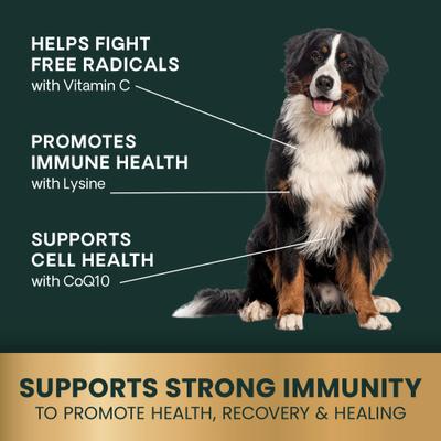 Show full view: VetriScience Immune Plus Immunity Support for Dogs, 120 count slide 4 of 11