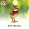 Show in main carousel: Purina Organic Starter-Grower 18% Protein Crumble Chick Feed, 35-lb bag slide 5 of 10